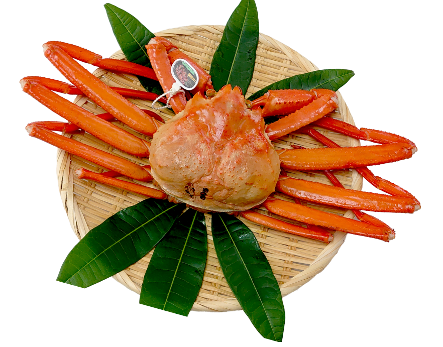 ハマダセイについて