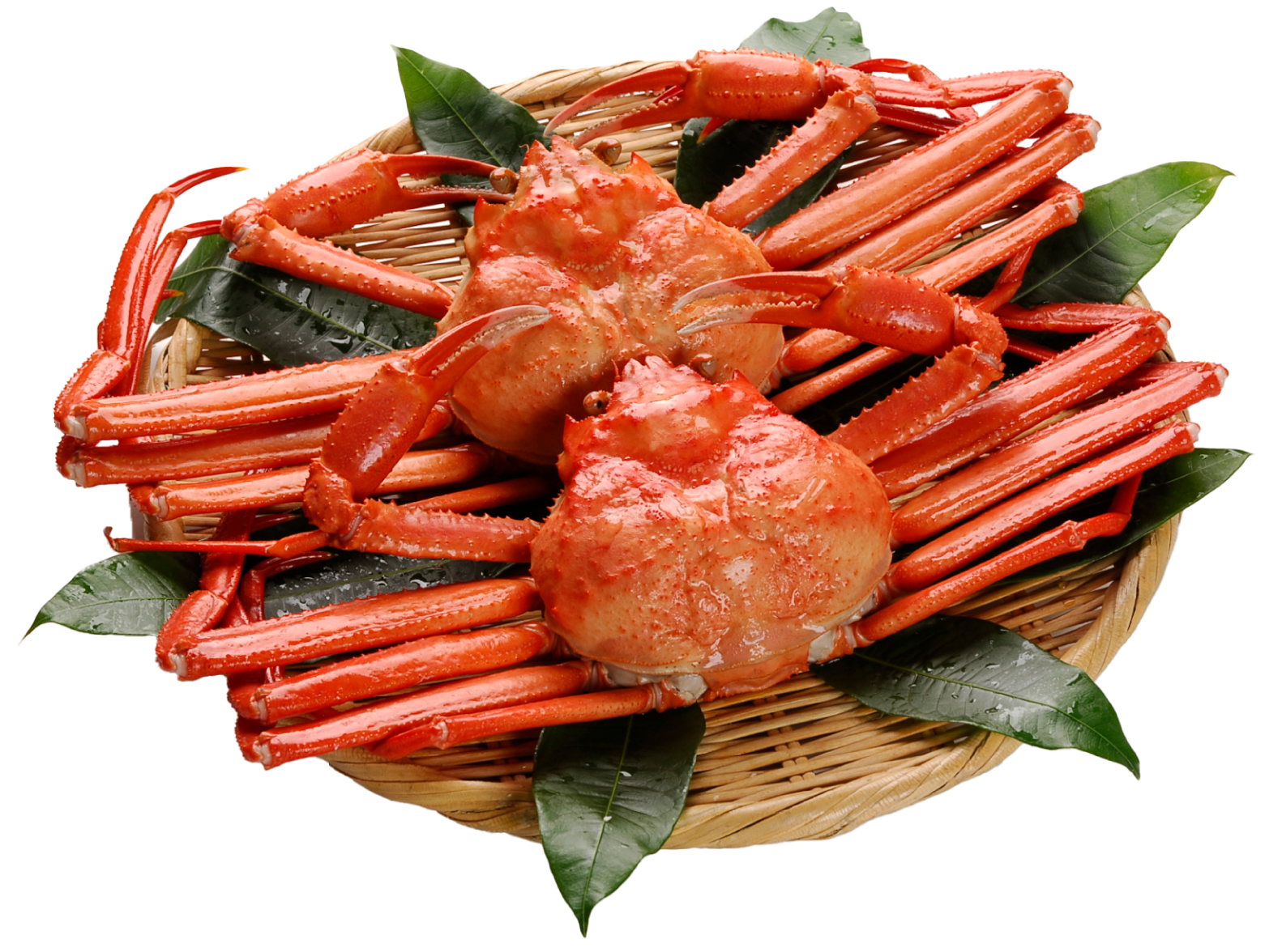 ハマダセイかに